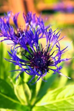 Flower  Foto stock