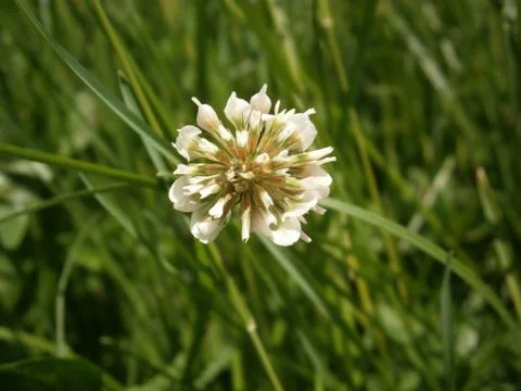 Flower 스톡 사진