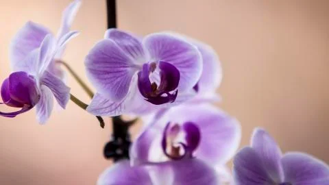 Flower Stock Photos