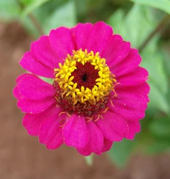 Flower Stock Photos