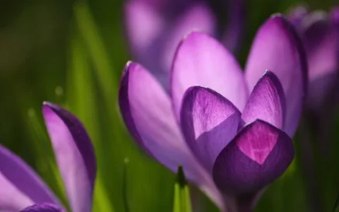 Flower Stock Photos