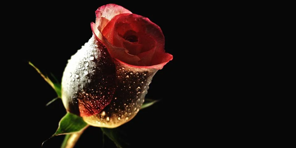 Flower Stock Photos