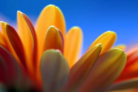 Flower Stock Photos