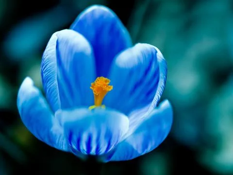 Flower Stock Photos