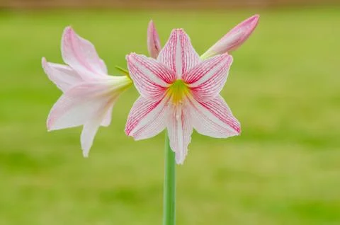 Flower Fotos de archivo