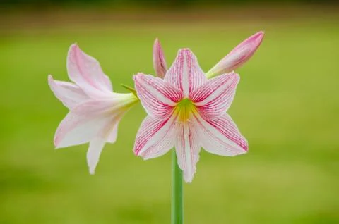 Flower Fotos de archivo