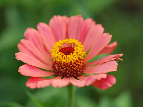 Flower Stock Photos
