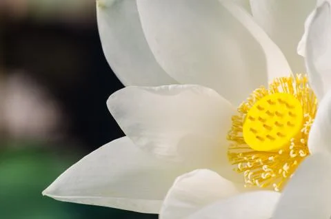 Flower Fotos de archivo