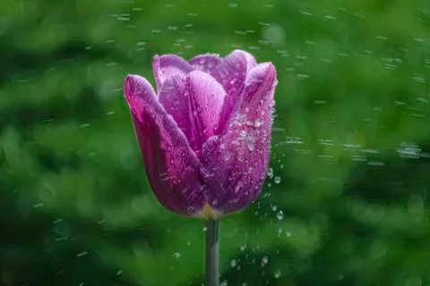 Flower Stock Photos