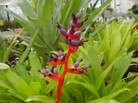 Flower  Stock Photos