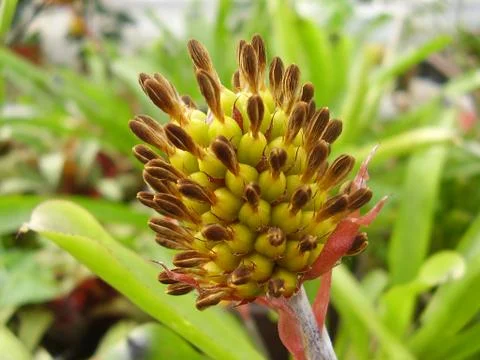 Flower  Stock Photos