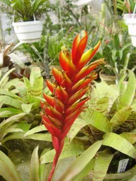 Flower  Stock Photos