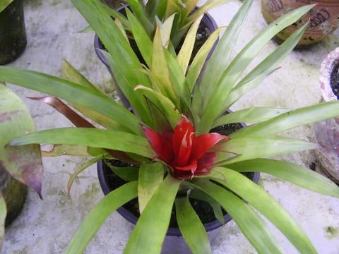 Flower  Stock Photos