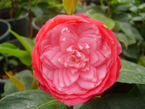 Flower  Stock Photos