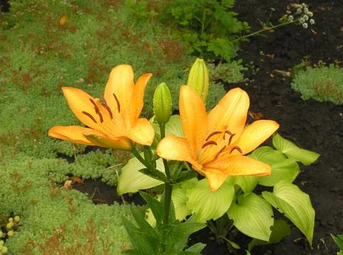 Flower  Stock Photos
