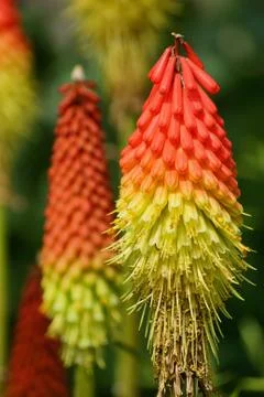 Flower  Stock Photos