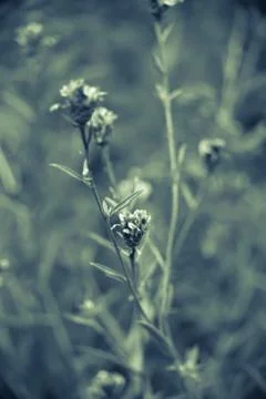 Flower, Stock Photos