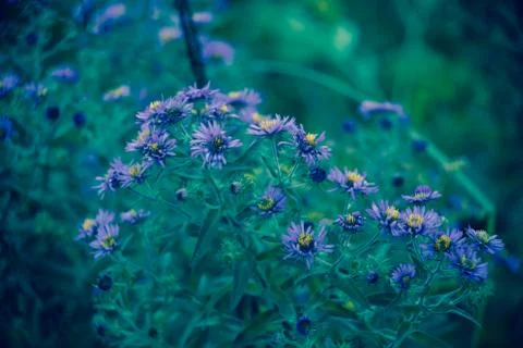 Flower, Stock Photos