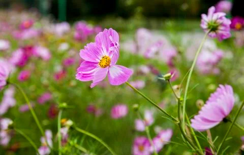 Flower 스톡 사진