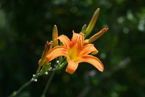 Flower Foto stock