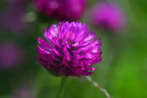 Flower Stock Photos