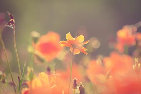 Flower Stock Photos