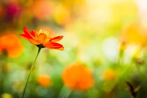 Flower Stock Photos
