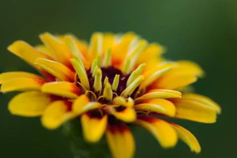 Flower Stock Photos