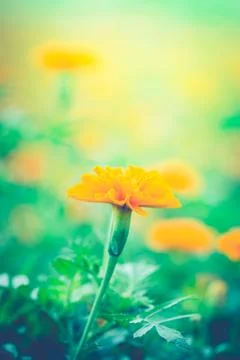 Flower Stock Photos