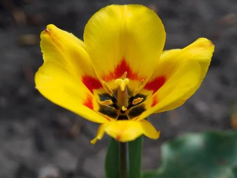 Flower 스톡 사진