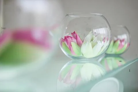 Flower 스톡 사진