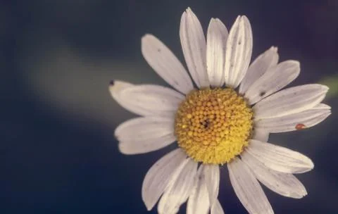 Flower 스톡 사진