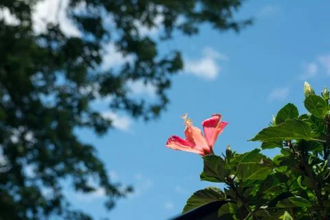 Flower Stock Photos