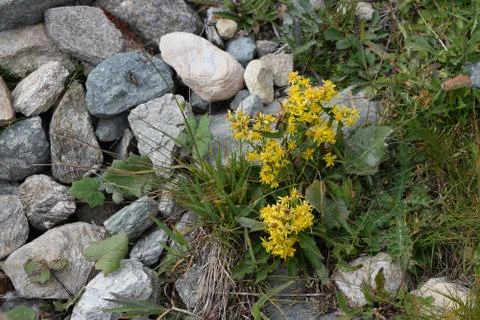 The flower Stock Photos