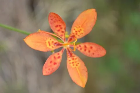 Flower 스톡 사진