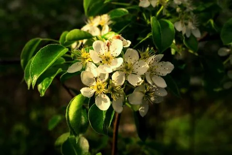 Flower 스톡 사진