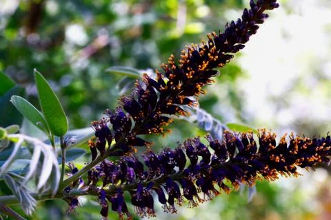 Flower 스톡 사진