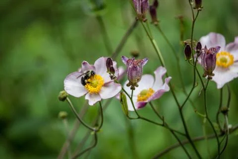 Flower 스톡 사진
