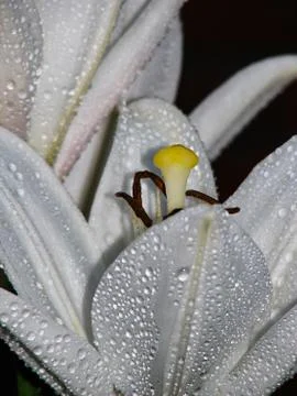 Flower Foto stock