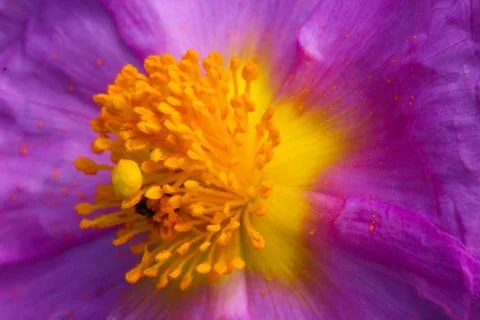 In a flower Stock Photos