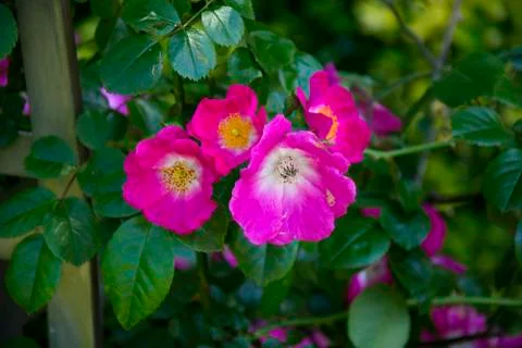 Flower  Stock Photos