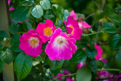 Flower  Stock Photos