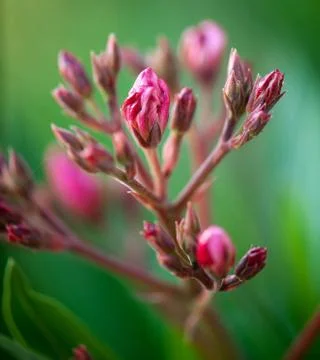 Flower Stock Photos