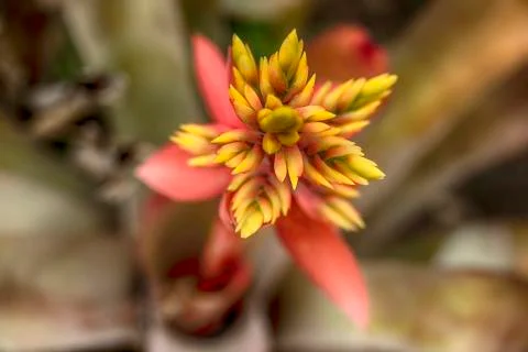 Flower 스톡 사진