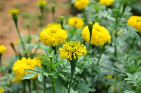 Flower 스톡 사진