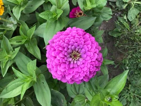 Flower Stock Photos