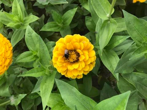 Flower Stock Photos