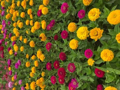 Flower Stock Photos