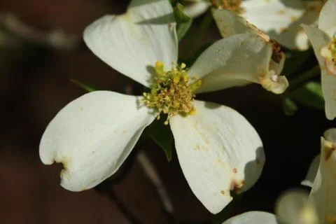 Flower Stock Photos