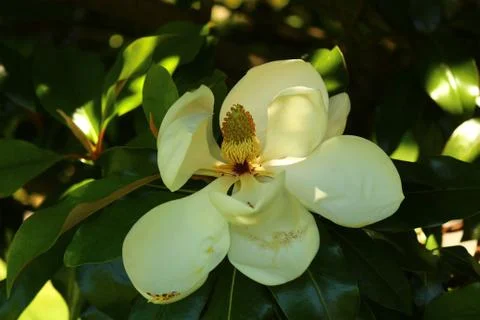Flower Stock Photos